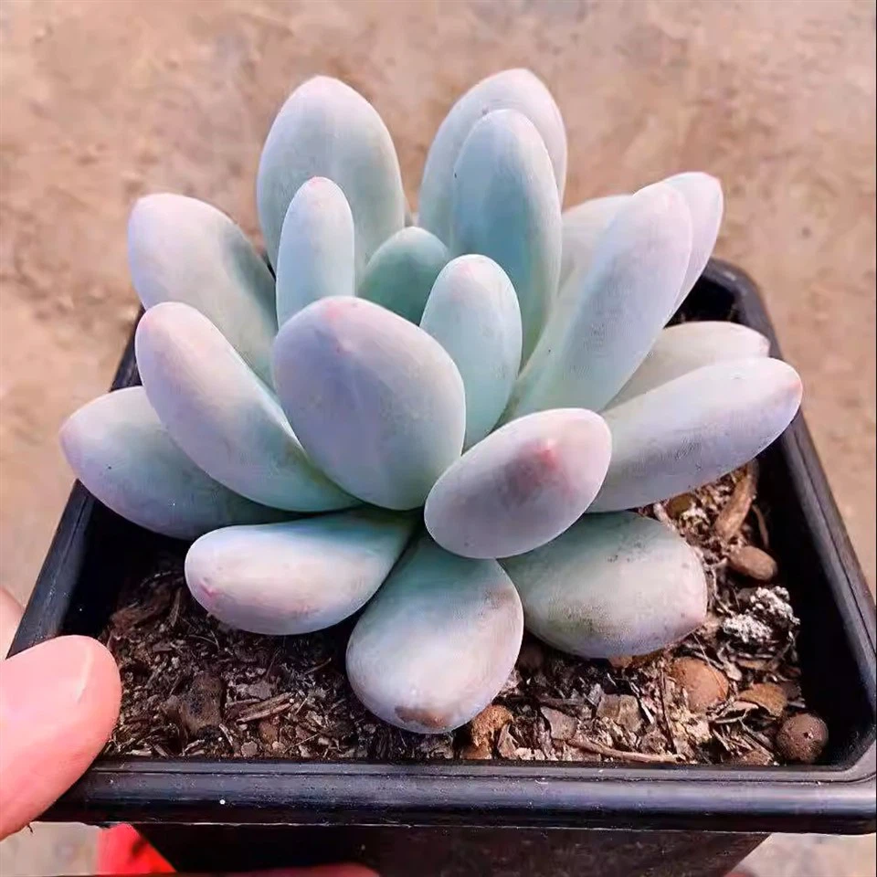 Echeveria Perfume