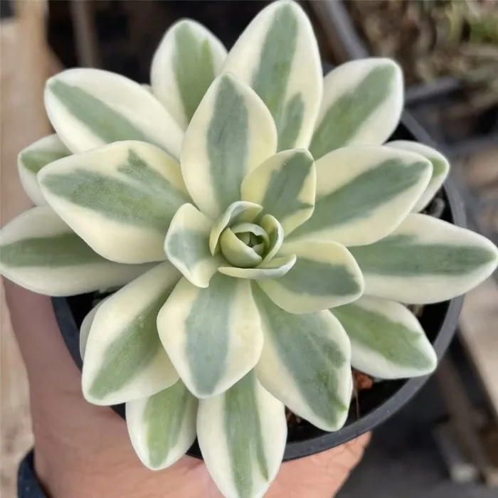 Echeveria Lenore Dean Variegate