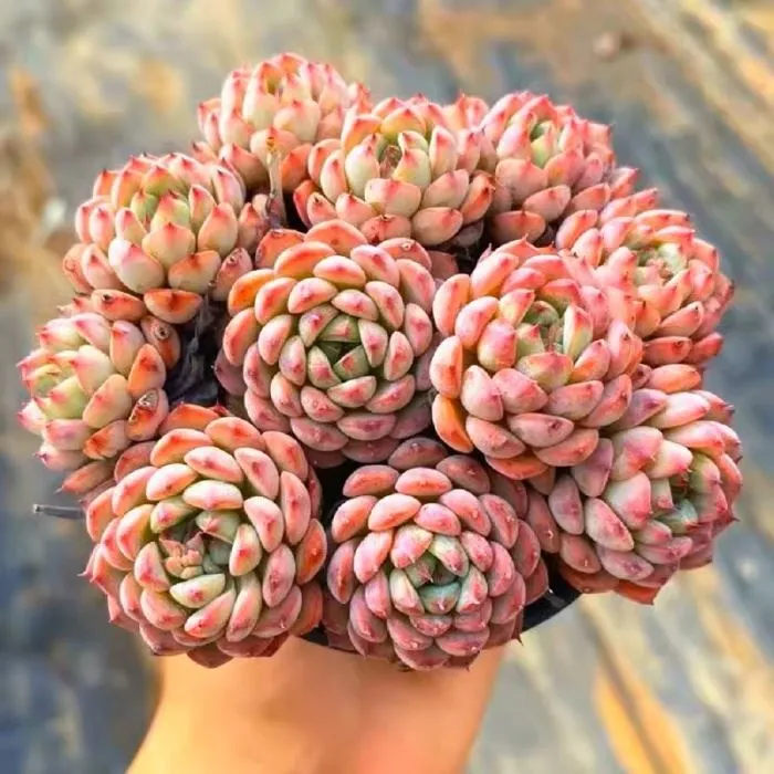 Echeveria White Minima