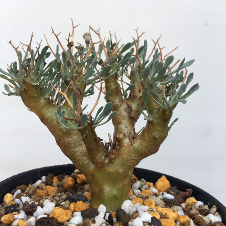 Othonna Euphorbioides